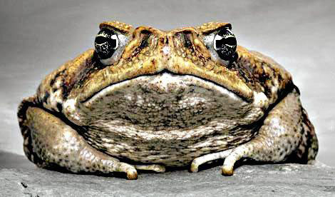 A Lode of Growed Toad - Gillies and Judd Family History